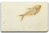 Detailed Fossil Fish (Diplomystus) - Wyoming #334397-1
